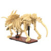 CaDA dinozavrov fosil:Triceratops C59013W